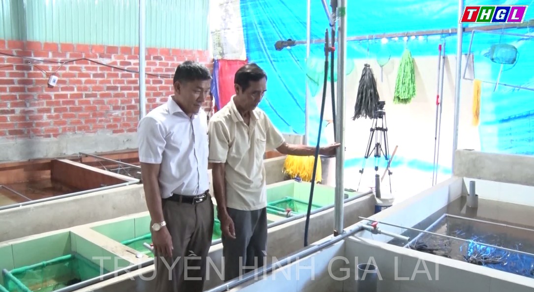 Hiệu quả bước đầu từ mô hình nuôi lươn không bùn