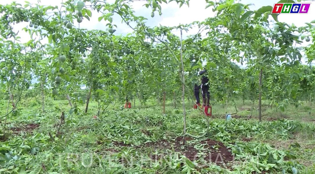 Gia Lai đẩy mạnh phát triển diện tích cây ăn quả