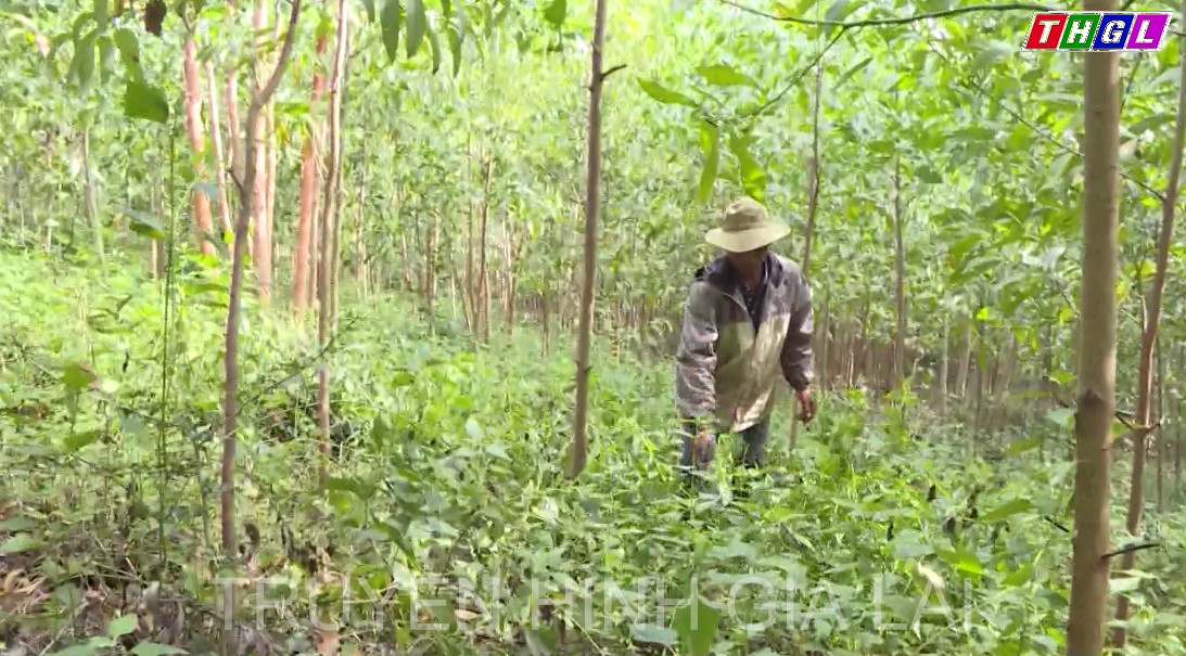 Trên 922 tỷ đồng là nguồn thu từ tiền dịch vụ môi trường rừng