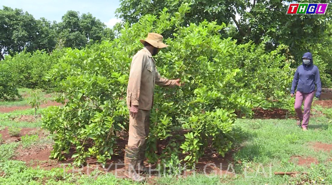 Đẩy mạnh phát triển, sản xuất nông nghiệp theo hướng hàng hóa, chất lượng cao