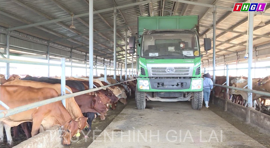 Gia Lai – Thu hút đầu tư chăn nuôi theo hướng tập trung