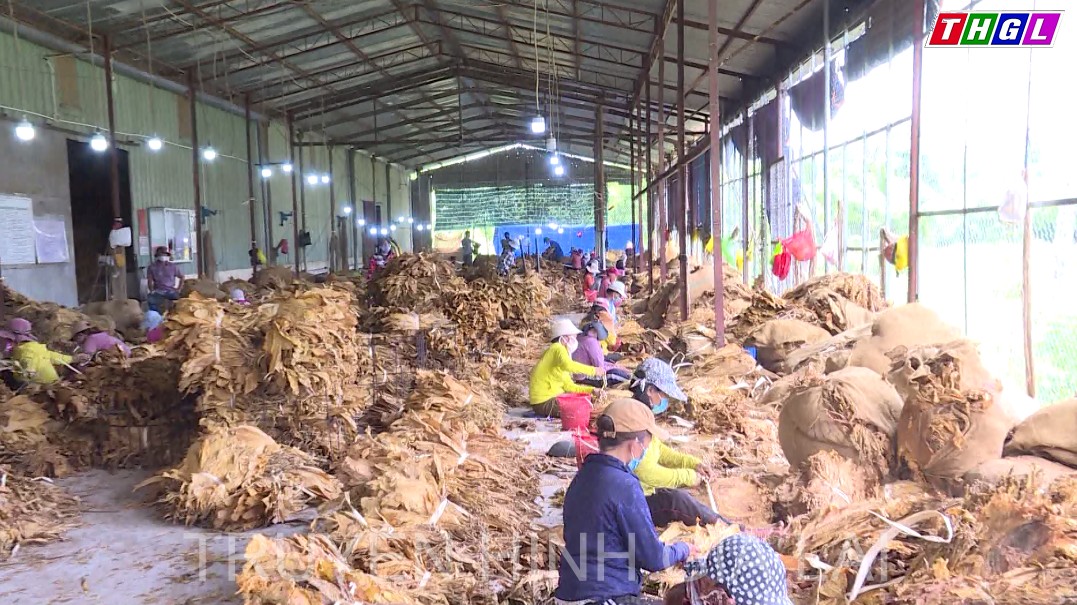 Xây dựng thương hiệu thuốc lá Krông Pa – Gia Lai