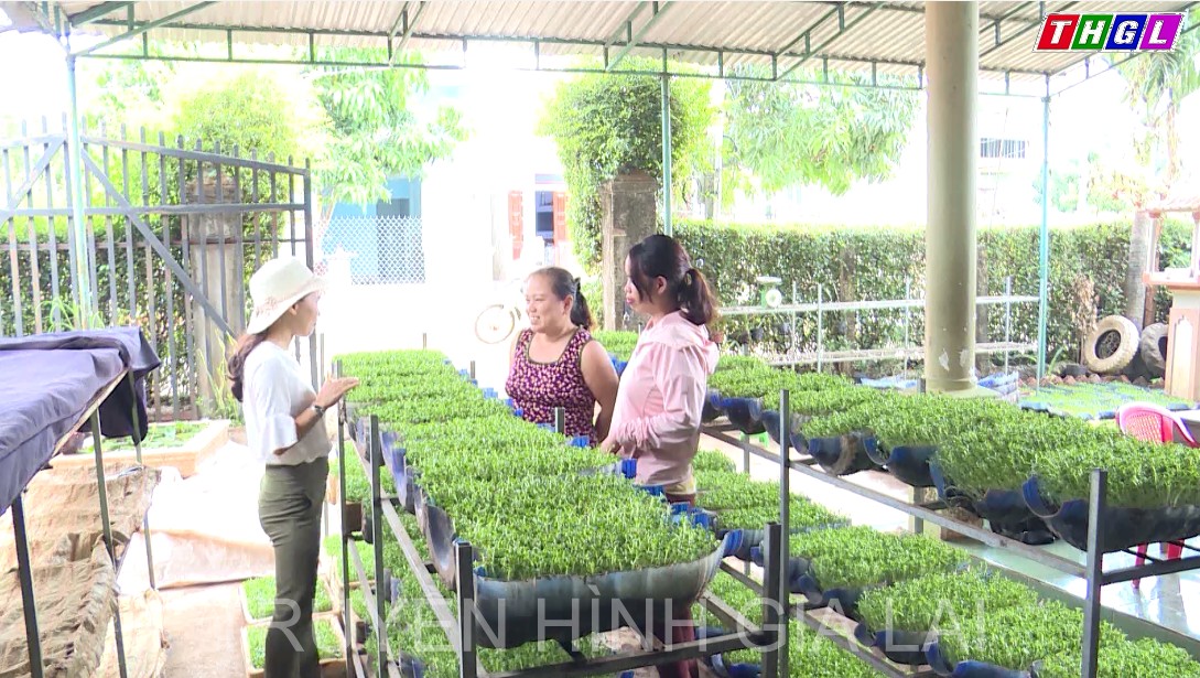 Các cấp Hội Liên hiệp Phụ nữ trong tỉnh Gia Lai trao tặng cây, con giống, quà cho hội viên, phụ nữ khó khăn với tổng số tiền hơn 1,2 tỷ đồng