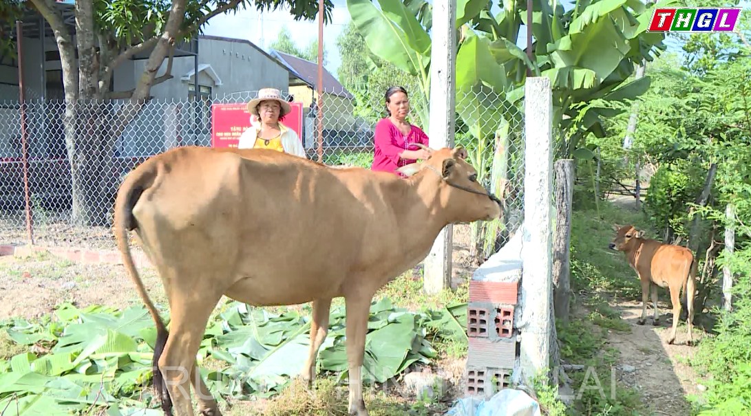 Trao tặng bò sinh kế cho nạn nhân chất độc da cam/dioxin tại xã Ia Rtô, thị xã Ayun Pa