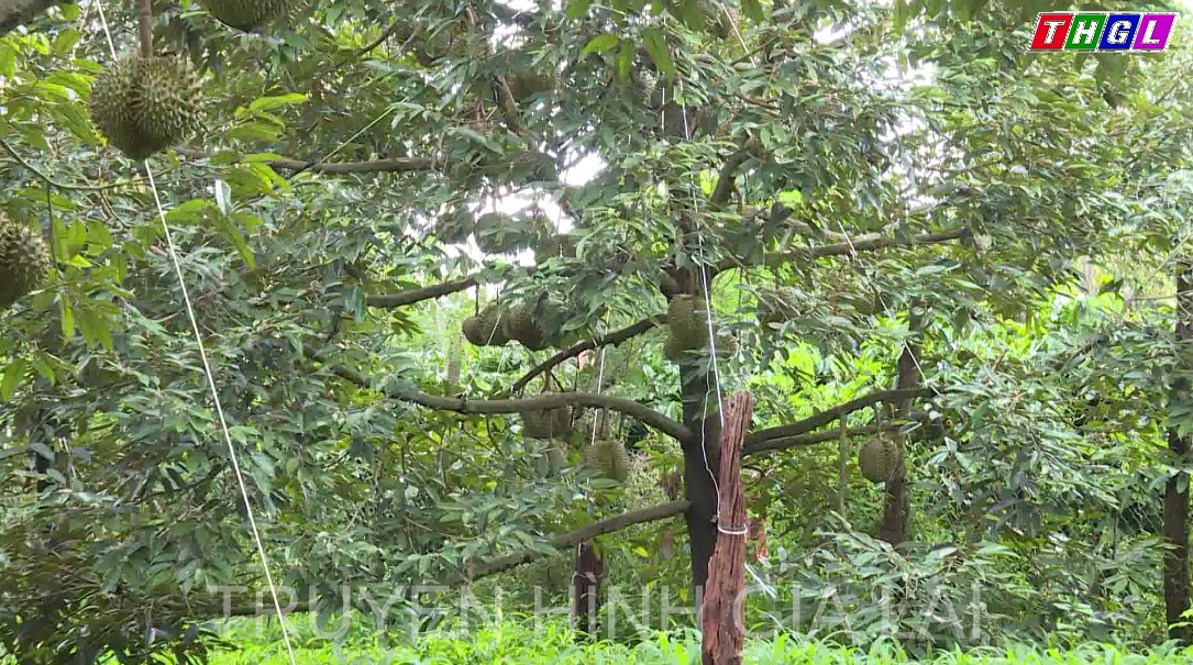 Sầu riêng được mùa, được giá – Nông dân phấn khởi