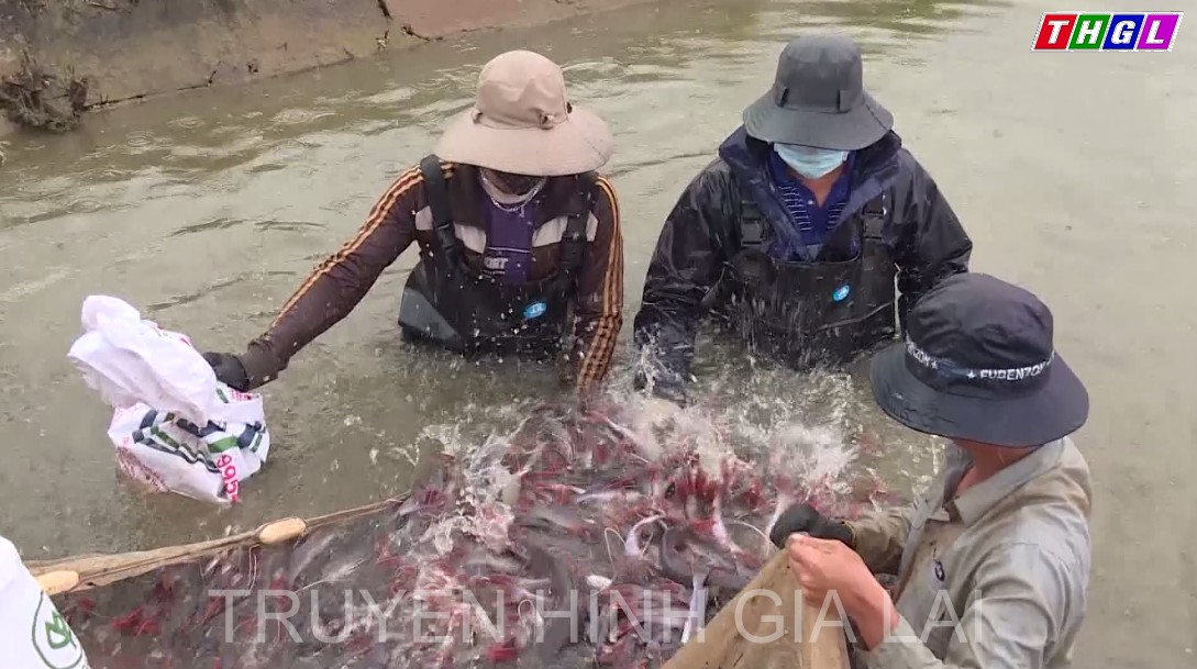 Toàn tỉnh Gia Lai hiện có 569 ô lồng đang nuôi cá tại các hồ chứa trên địa bàn các huyện, thị xã