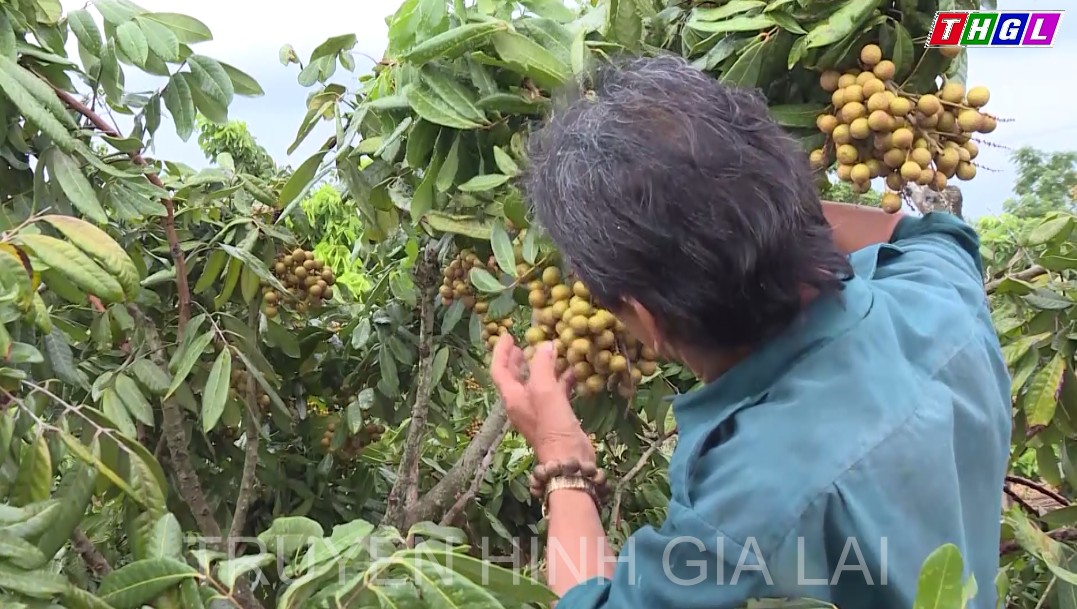 Toàn tỉnh Gia Lai hiện có khoảng 227 ngàn ha cây trồng các loại sản xuất theo hướng tiêu chuẩn an toàn