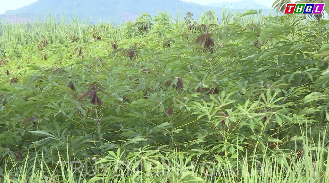 Huyện Đak Pơ có 22 ha sắn bị nhiễm bệnh khảm lá virus