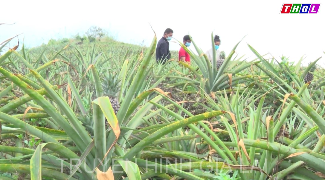 Hiệu quả bước đầu từ mô hình trồng dứa trên đất dốc, sỏi đá