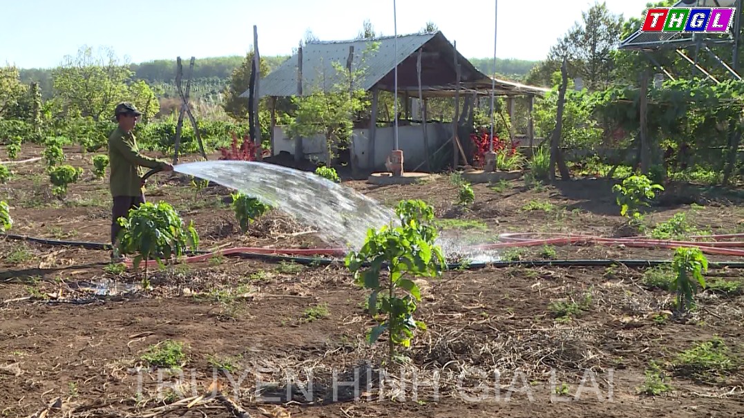 Giai đoạn 2015 – 2021, tỉnh Gia Lai tái canh trên 14.000 ha cà phê