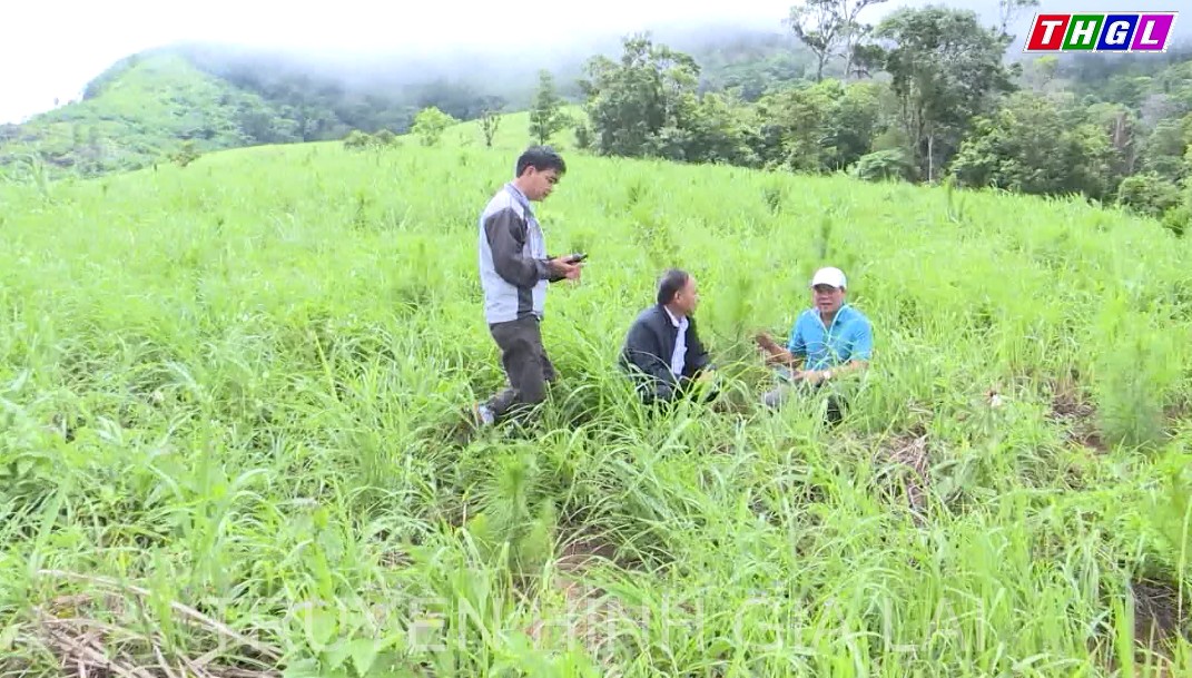 HĐND tỉnh giám sát công tác trồng rừng và quản lý bảo vệ rừng tại huyện Chư Păh