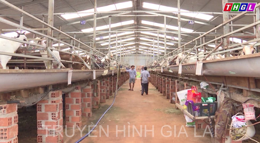 Hội Nông dân huyện Chư Prông thành lập hơn 40 tổ hội chăn nuôi gia súc