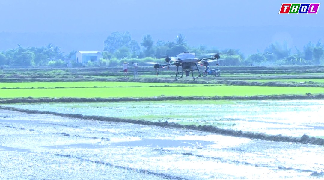 Phú Thiện triển khai mô hình sản xuất lúa ST 24 theo hướng hữu cơ sử dụng máy bay không người lái (drone)