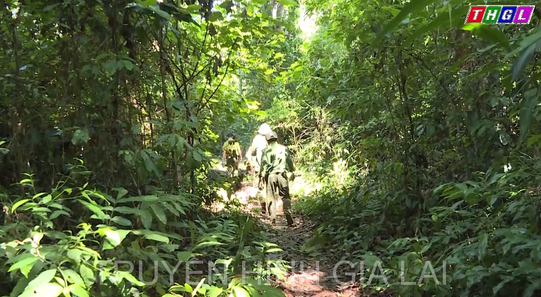 Đảng bộ huyện Kbang tập trung lãnh đạo, chỉ đạo phát triển lâm nghiệp bền vững