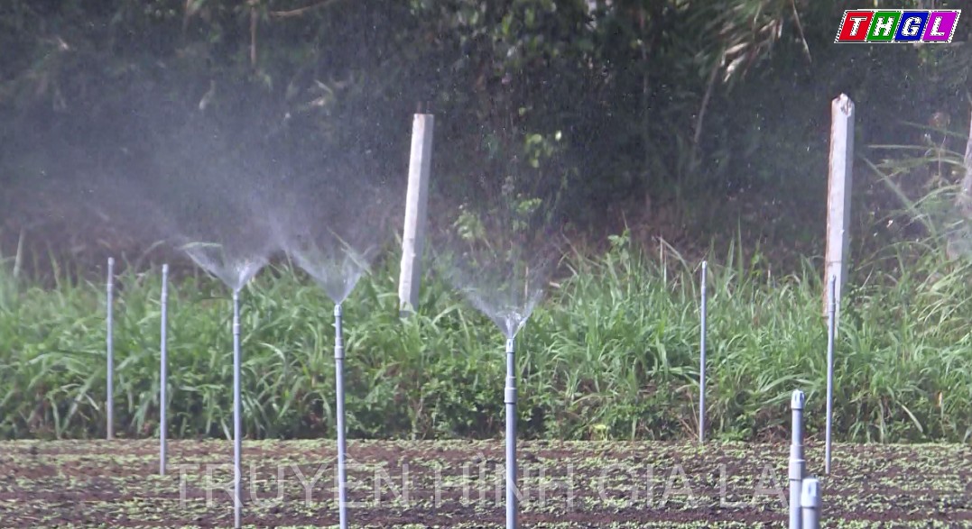 Nhiều diện tích cây trồng đã được chuyển đổi