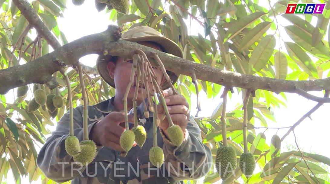 Tiết kiệm chi phí đầu tư trước tình hình giá phân bón tăng mạnh