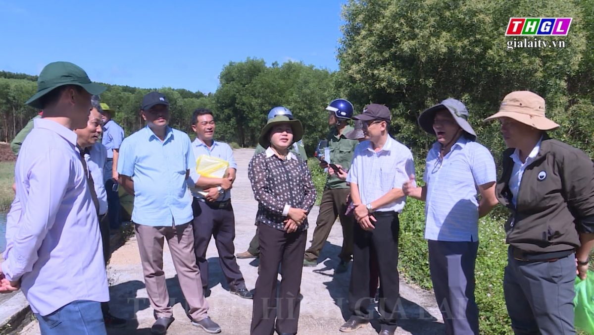 Giám sát công tác trồng rừng và quản lý bảo vệ rừng tại thị xã An Khê