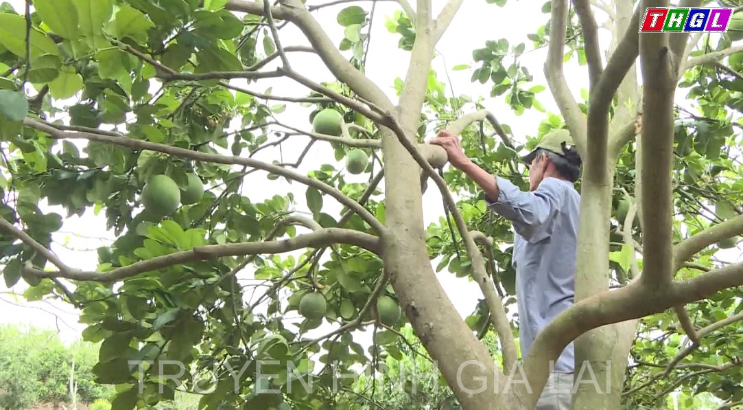 Huyện Đak Pơ chuyển đổi hơn 142 ha cây trồng kém hiệu quả sang trồng  một số loại cây trồng khác