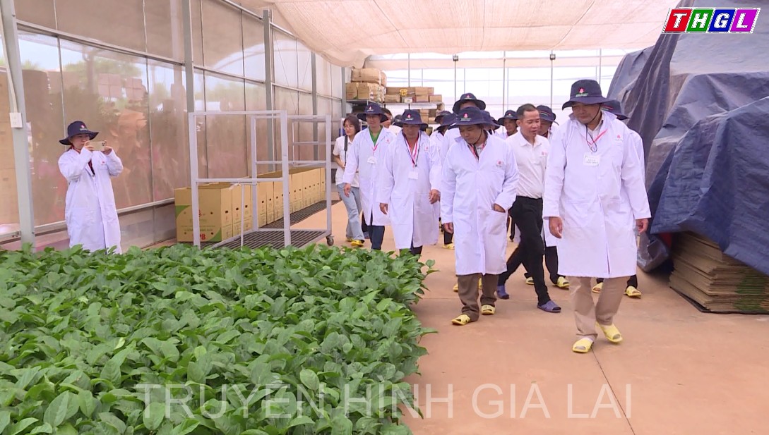 Tham quan mô hình chuỗi liên kết sản xuất chanh dây