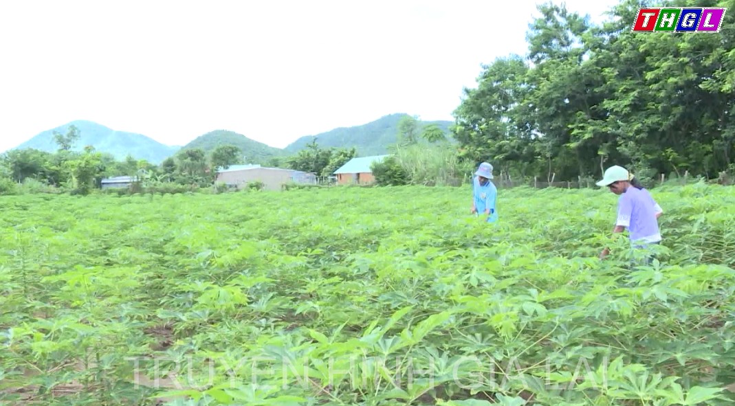 Krông Pa phát huy chính sách tín dụng hộ nghèo