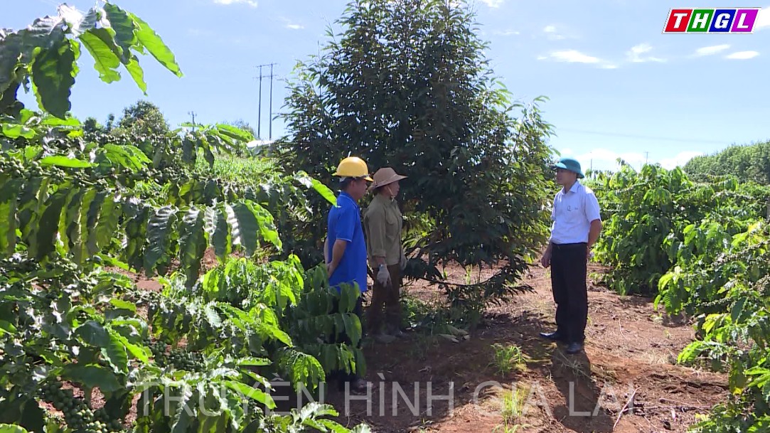 Trồng xen cây ăn trái trong vườn cà phê tái canh – hướng đi triển vọng