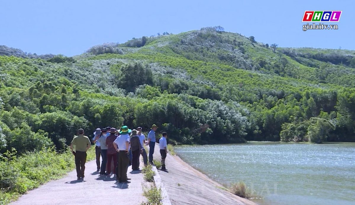 Hơn 74,2 tỷ đồng thuộc ngân sách TW và ngân sách địa phương đầu tư trồng rừng phòng hộ, hỗ trợ trồng rừng sản xuất giai đoạn 2021-2025 trên địa bàn tinh Gia Lai