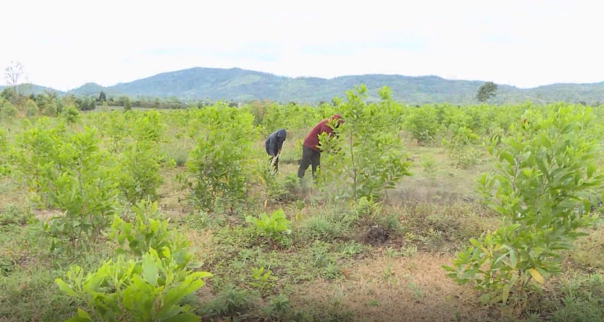 Giai đoạn 2021-2025, 02 tỷ đồng từ vốn dịch vụ môi trường rừng sẽ được hỗ trợ cho các địa phương trong tỉnh Gia Lai trồng cây phân tán