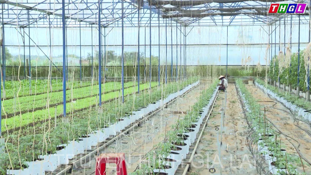 Gia Lai phấn đấu mở rộng diện tích cây trồng sản xuất theo tiêu chuẩn được chứng nhận xuất khẩu