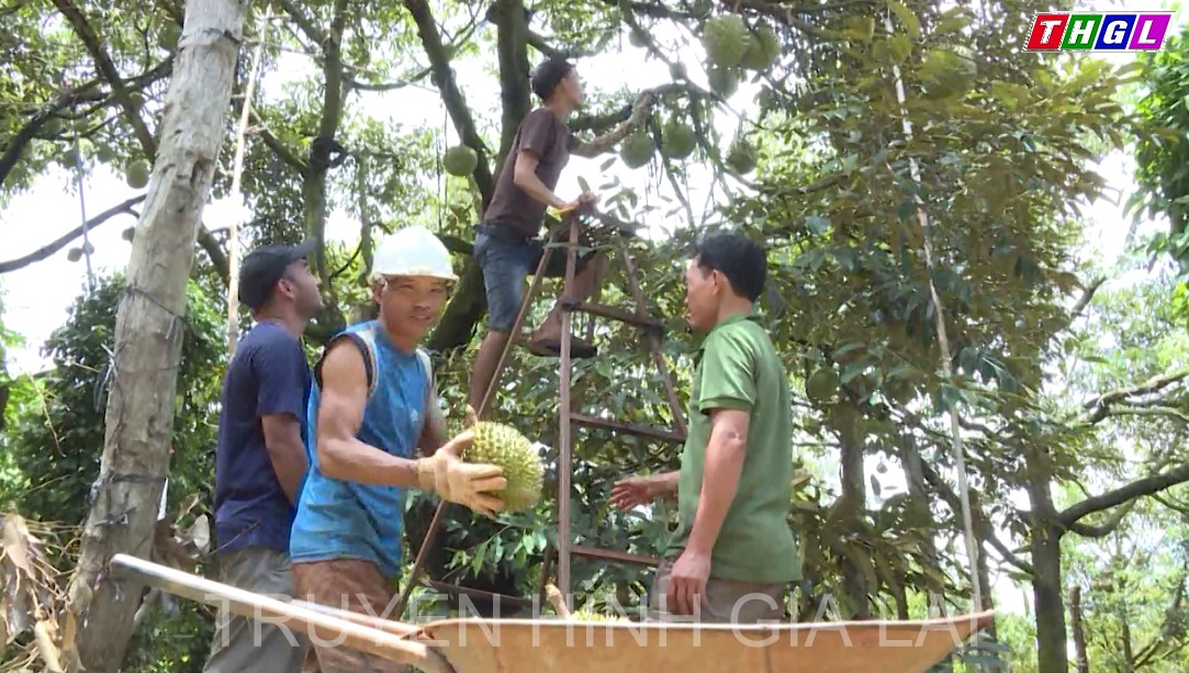 Mừng, lo khi sầu riêng được mùa, được giá