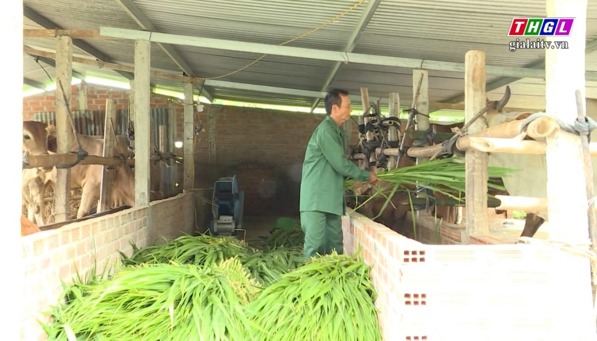 Hiệu quả của mô hình nuôi bò nhốt chuồng