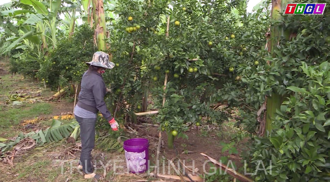 Toàn tỉnh Gia Lai có 100 cây đầu dòng được cấp giấy chứng nhận