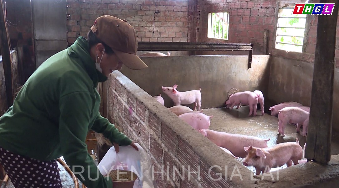 Giá heo tăng – giảm và câu chuyện tái đàn của người chăn nuôi