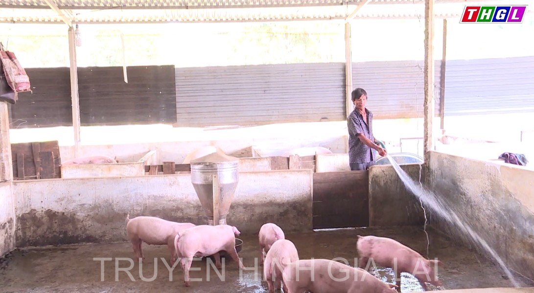 Hội Nông dân huyện Chư Păh mở rộng mô hình phát triển nông sản sạch