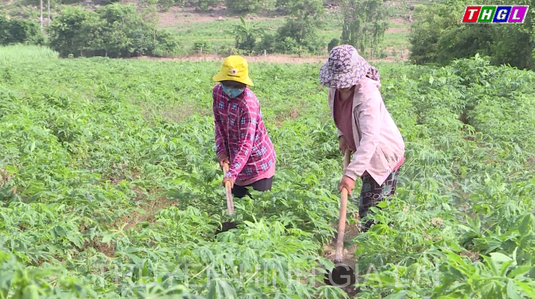 Những rào cản để phát triển cây mì trở thành cây hàng hóa