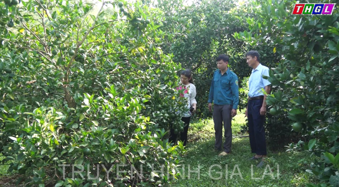 HUYỆN VĂN BÀN PHÁT TRIỂN VÙNG CAM HỮU CƠ