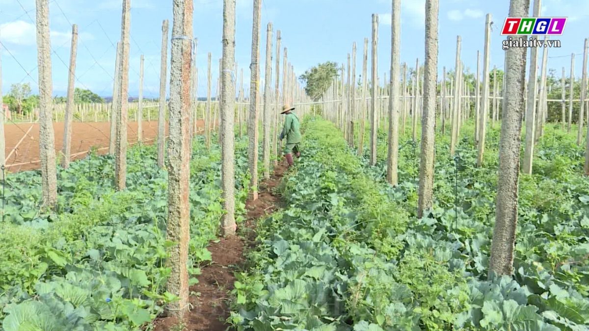 Nâng cao hiệu quả kinh tế từ chuyển đổi sang sản xuất rau màu ở vùng DTTS