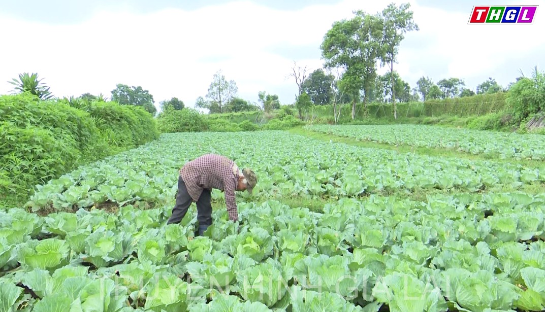 Hiệu quả bước đầu từ mô hình nông hội