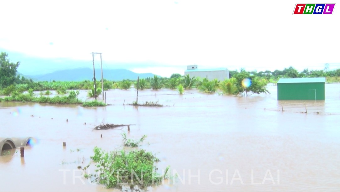 Hơn 1.500 ha cây trồng trên địa bàn tỉnh Gia Lai bị ngập do mưa lớn