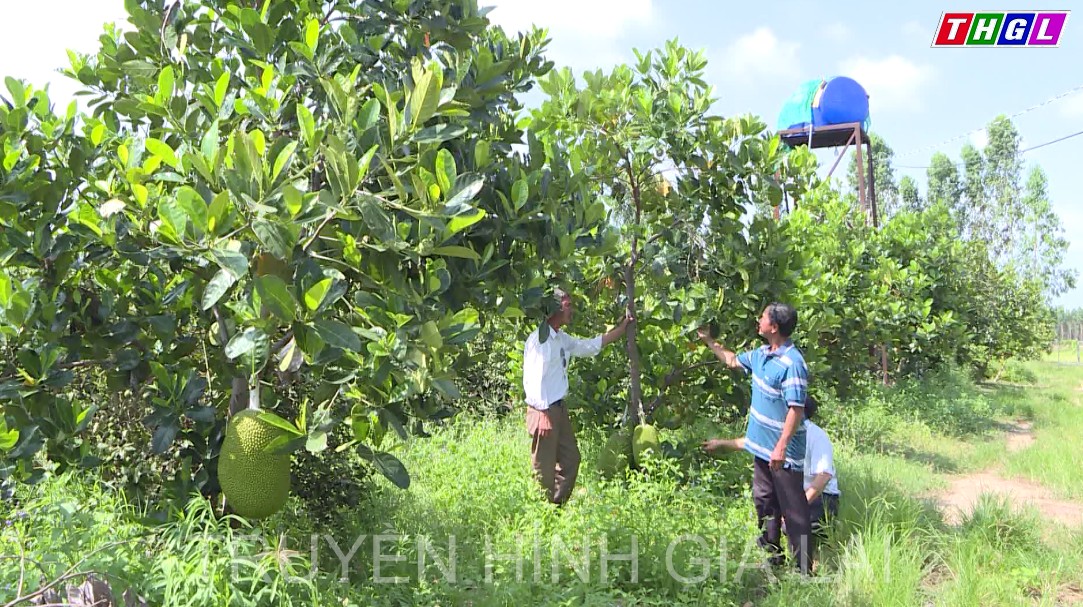 Gia Lai – Vùng đất phù hợp phát triển nhiều loại cây ăn trái