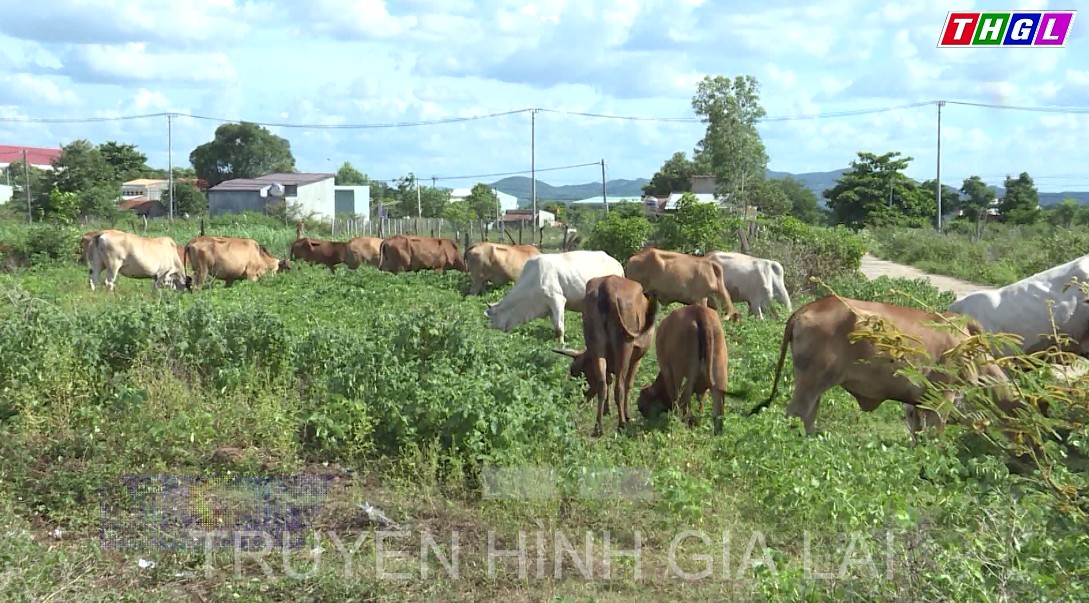 Huyện Chư Sê huy động gần 2 tỷ đồng để phòng, chống dịch bệnh trên vật nuôi