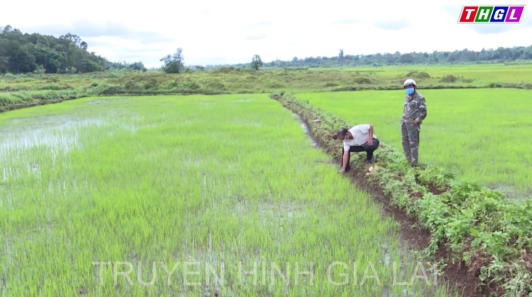 Lúa mới về làng