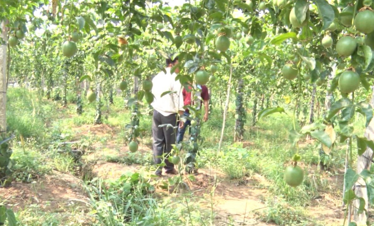 Hiệu quả từ các mô hình hỗ trợ giảm nghèo