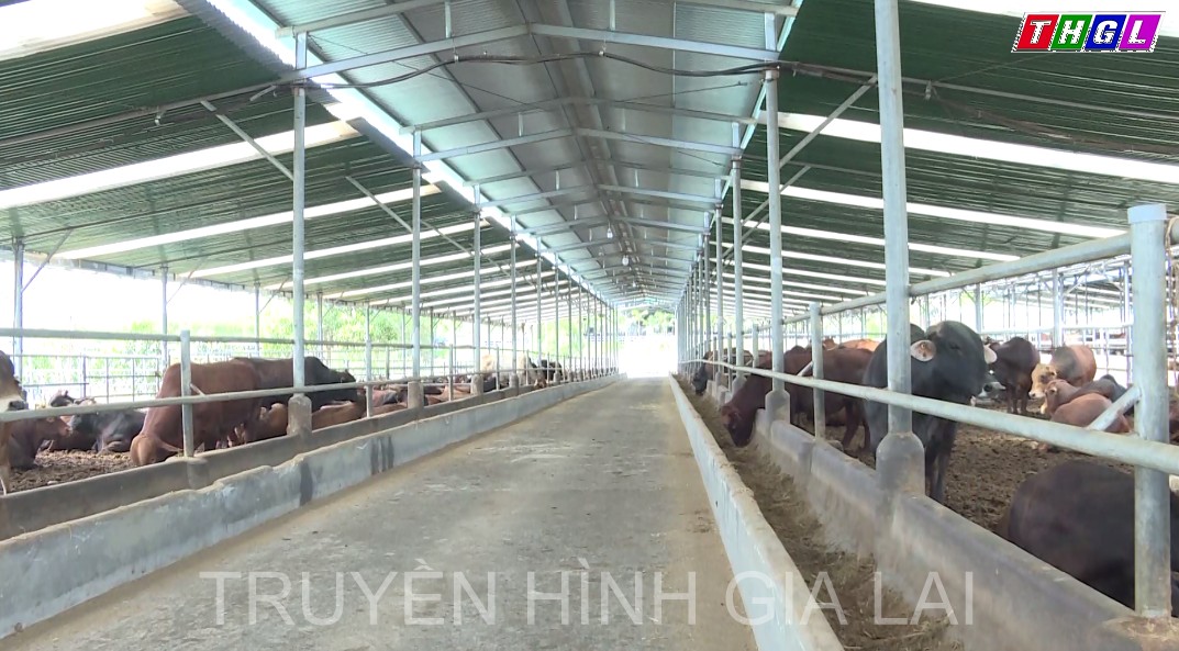 Gia Lai có 204 dự án chăn nuôi đang được các nhà đầu tư quan tâm   