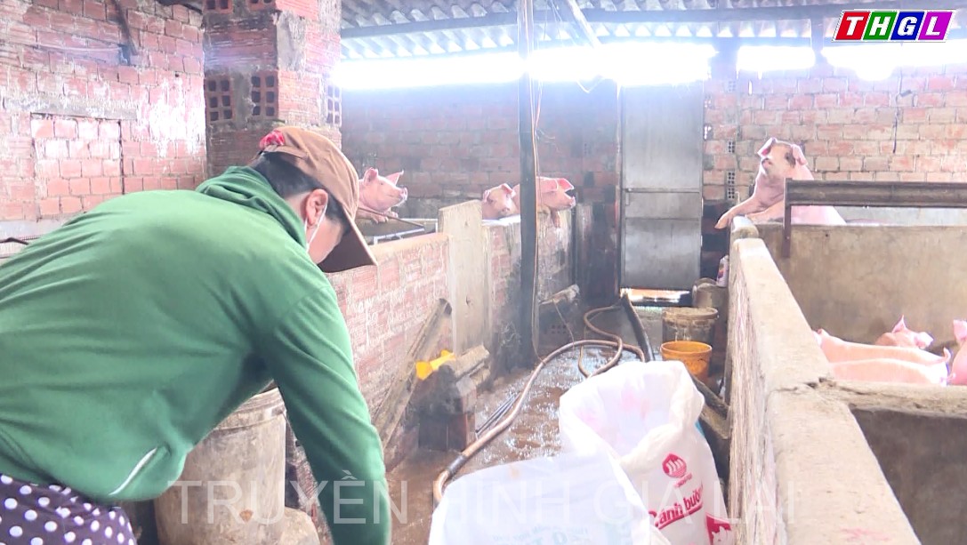 Giải pháp của người nuôi heo trước “bão giá” thức ăn chăn nuôi