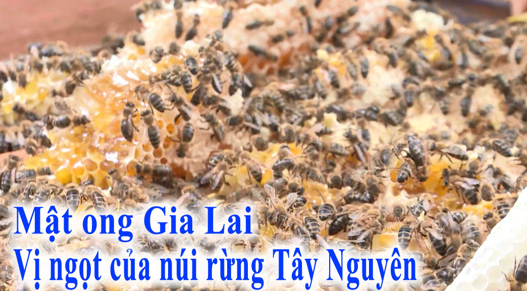 Mật ong Gia Lai – Hương vị của núi rừng Tây Nguyên