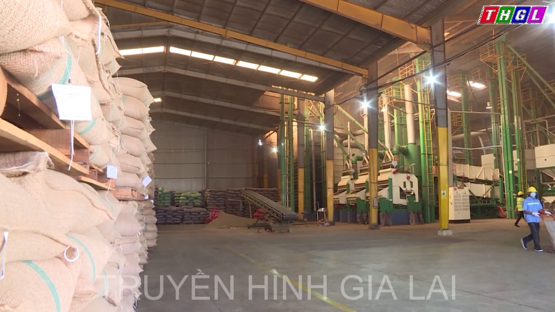 Xuất khẩu của Gia Lai liên tục khởi sắc