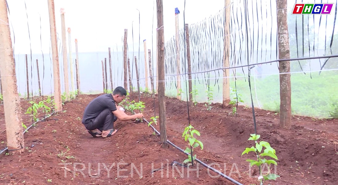 Gia Lai có 28 hợp tác xã thành lập mới