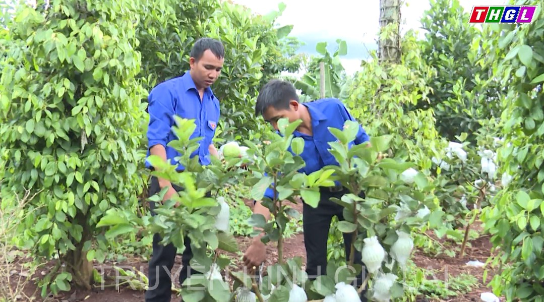 Thanh niên người Bahnar ở xã Kon Gang, huyện Đak Đoa liên kết phát triển kinh tế