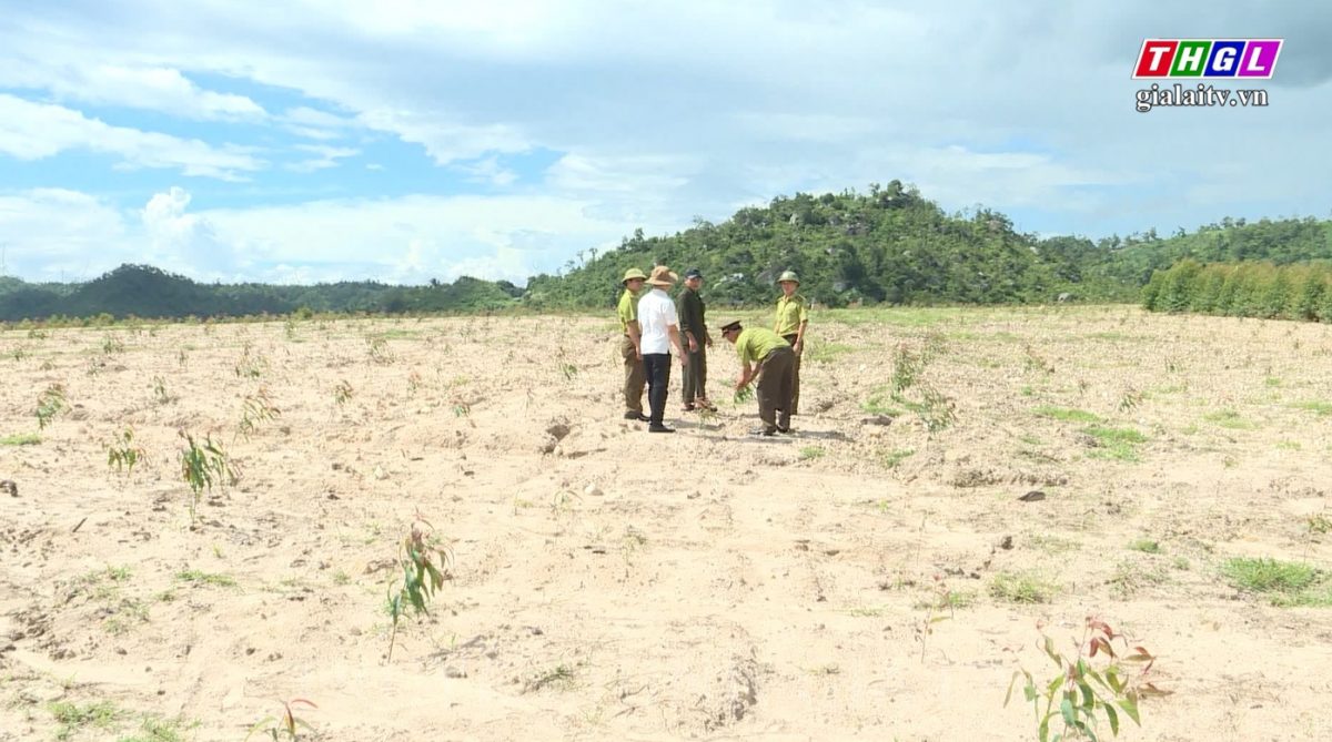 Huyện Ia Pa gặp khó trong trồng rừng năm 2022