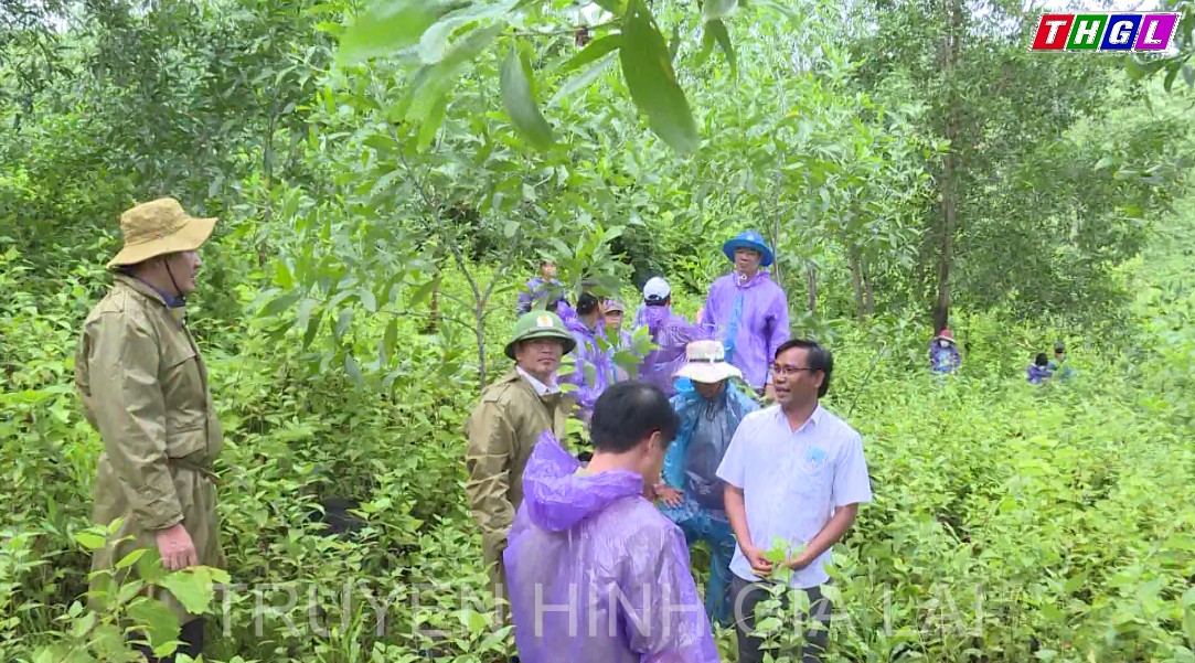 Giám sát công tác trồng rừng và quản lý, bảo vệ rừng ở huyện Krông Pa